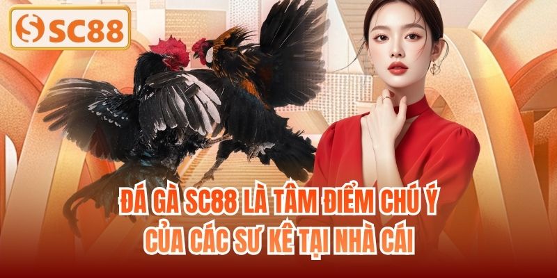 Đá gà SC88 là tâm điểm chú ý của các sư kê tại nhà cái