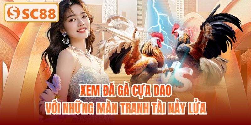 Xem đá gà cựa dao với những màn tranh tài nảy lửa